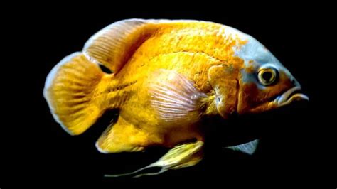 Oscar Fish: Facts, Care, Diet, Breeding, & More .